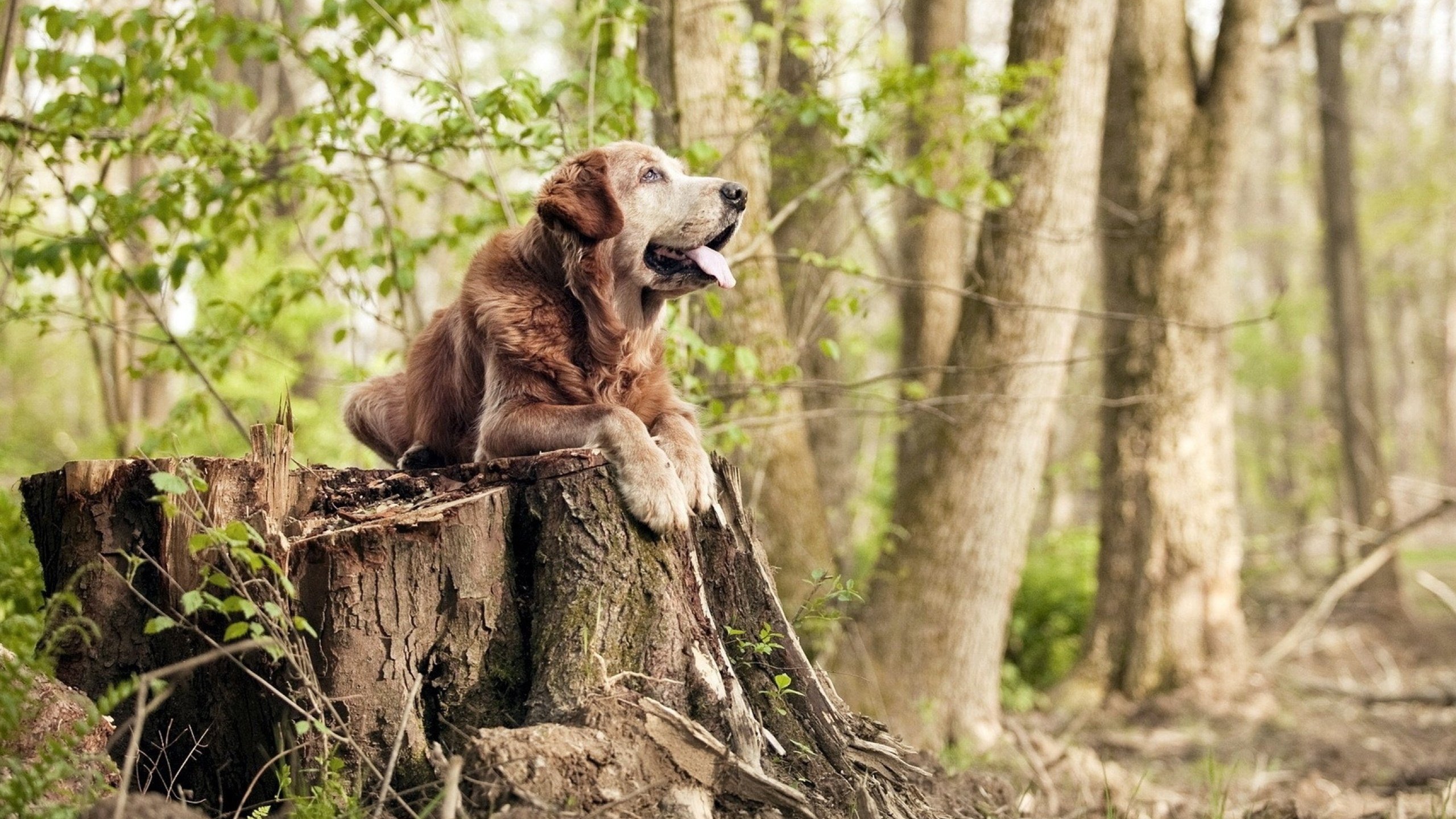 开云体育app-魔法对魔法，当洪都拉斯式足球哲学在诺坎普棋盘上破解巴萨密码