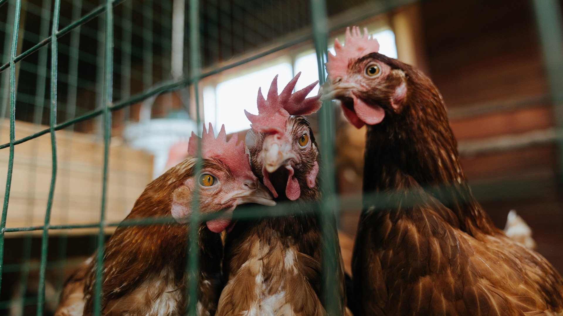 双面神迹，当马竞的钢铁洪流碾过玻利维亚高原，德布劳内在抢七暗夜点亮权杖