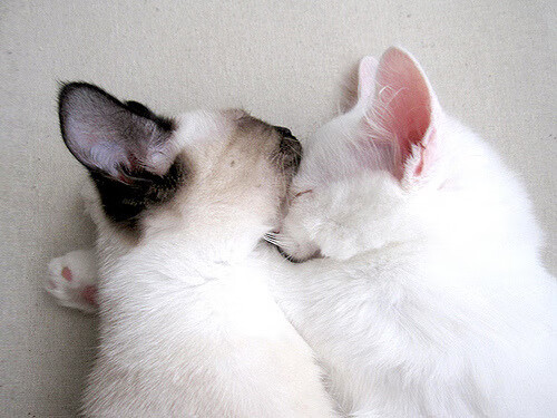 开云体育官网-平行时空的篮球史诗，当步行者巅峰与浙江会师，东决布伦森上演镜像接管