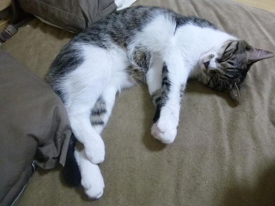 新赛场奇迹,乌克兰速胜安哥拉,迪巴拉跨界成关键先生