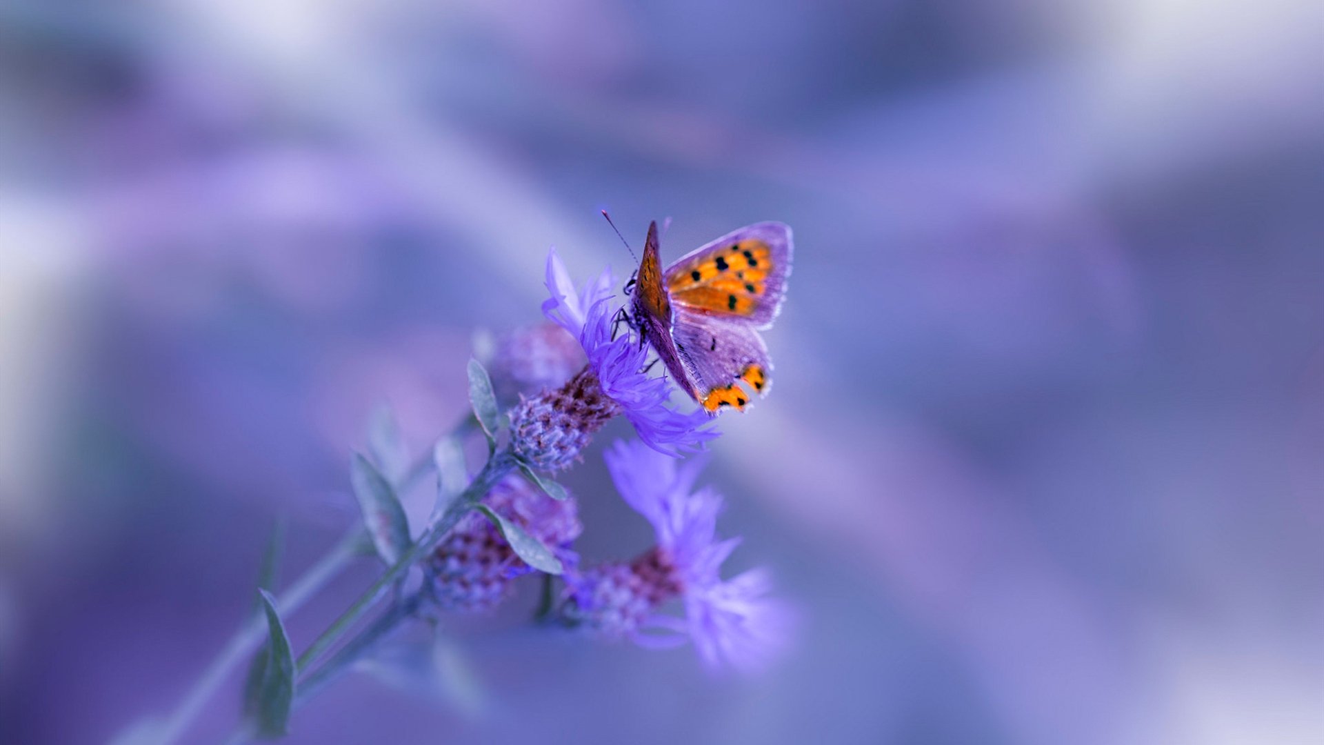 永恒之城的新王，当瑞士铁骑在罗马加冕，穆勒写下史诗终章