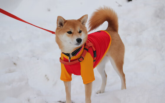 开云sport-数据革命VS三叉戟失色，尼日利亚如何用降维打击打穿那不勒斯神话