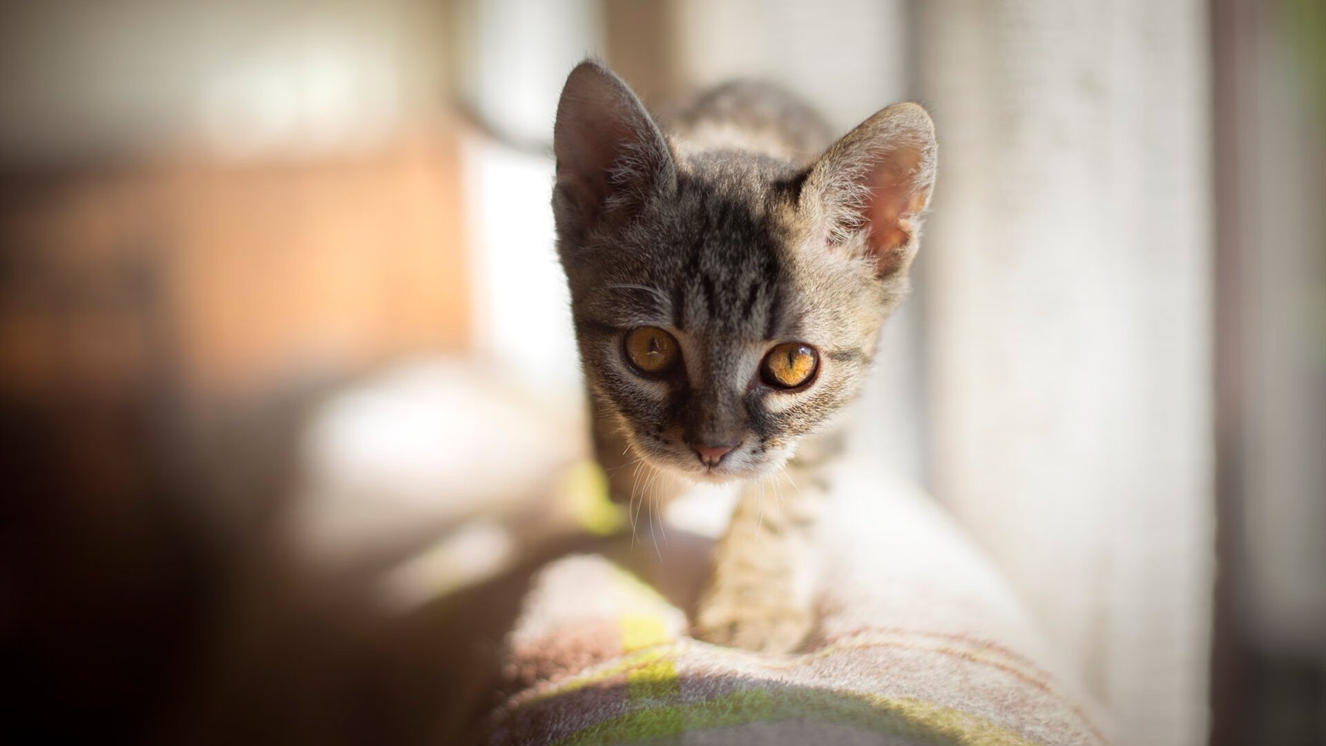 开云体育平台APP-当黄蜂遇见鹈鹕，小贾伦·杰克逊用一场比赛画下惊叹号，何为禁区统治者？