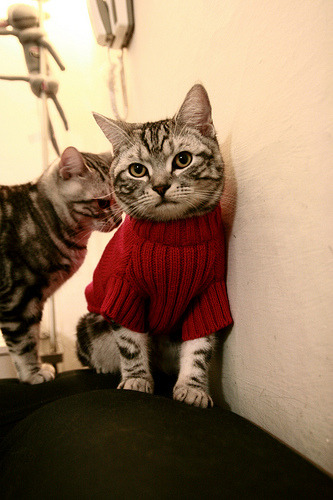 钢铁托尼一锤定音,那不勒斯攻坚克难擒红牛