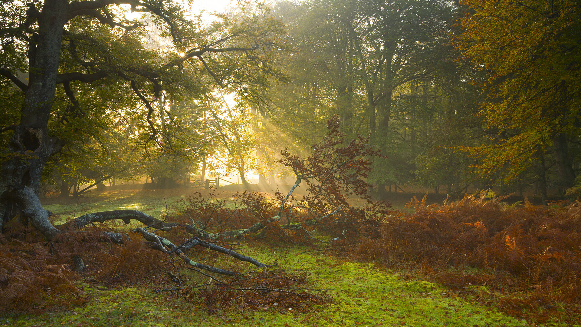 跨界奇迹,迪巴拉制胜一击,点燃尼日利亚与牙买加友谊赛火花