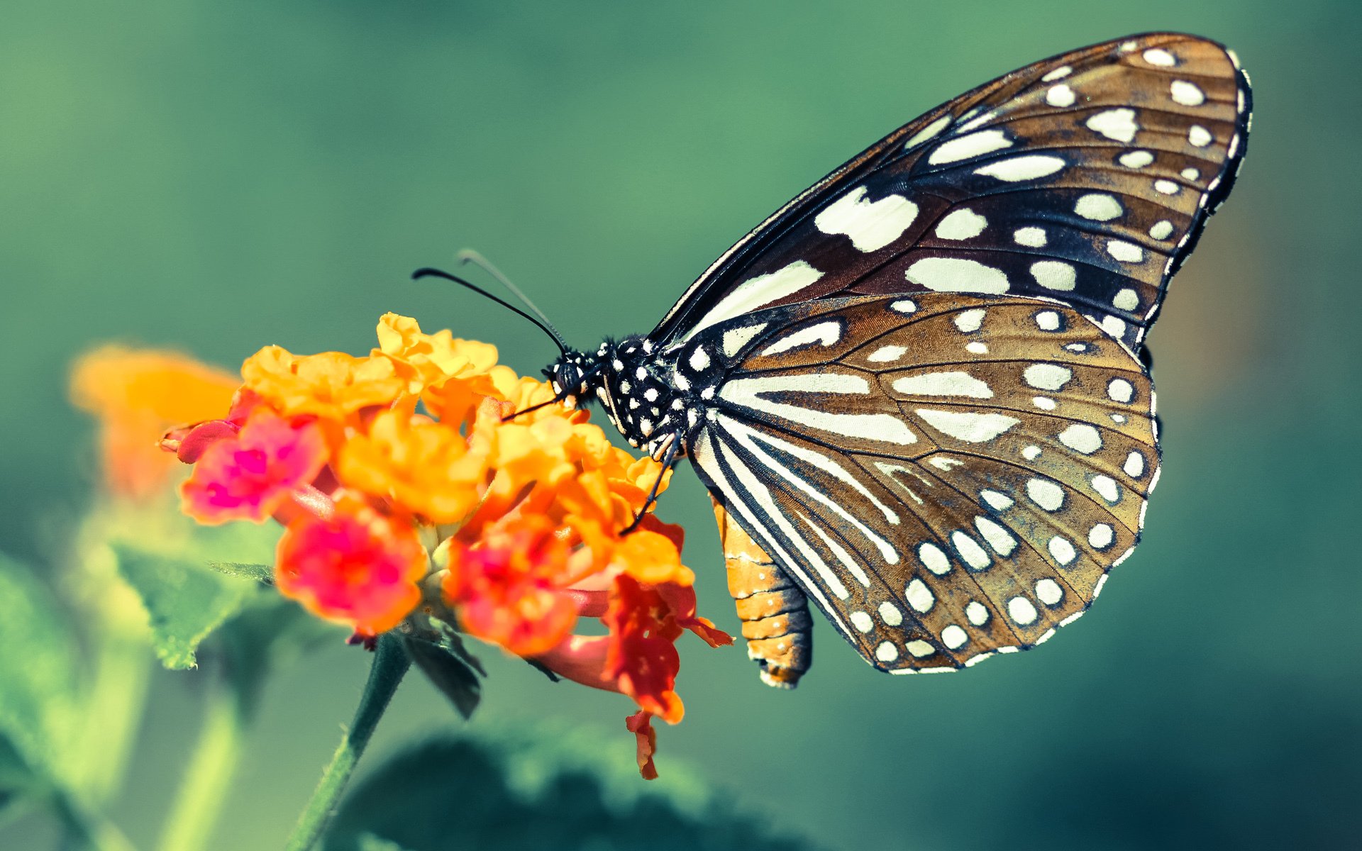 开云体育中国-友谊赛之夜，当摩洛哥的月光被奥纳纳掩映—巴拉圭门神征服中立战场